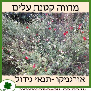 מרווה קטנת עלים