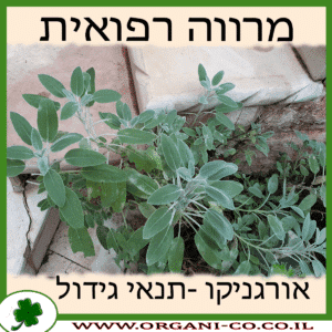 מרווה רפואית גידול צמח