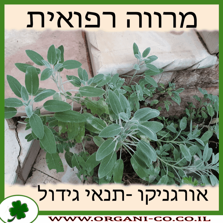 מרווה משולשת מרווה רפואית גידול צמח
