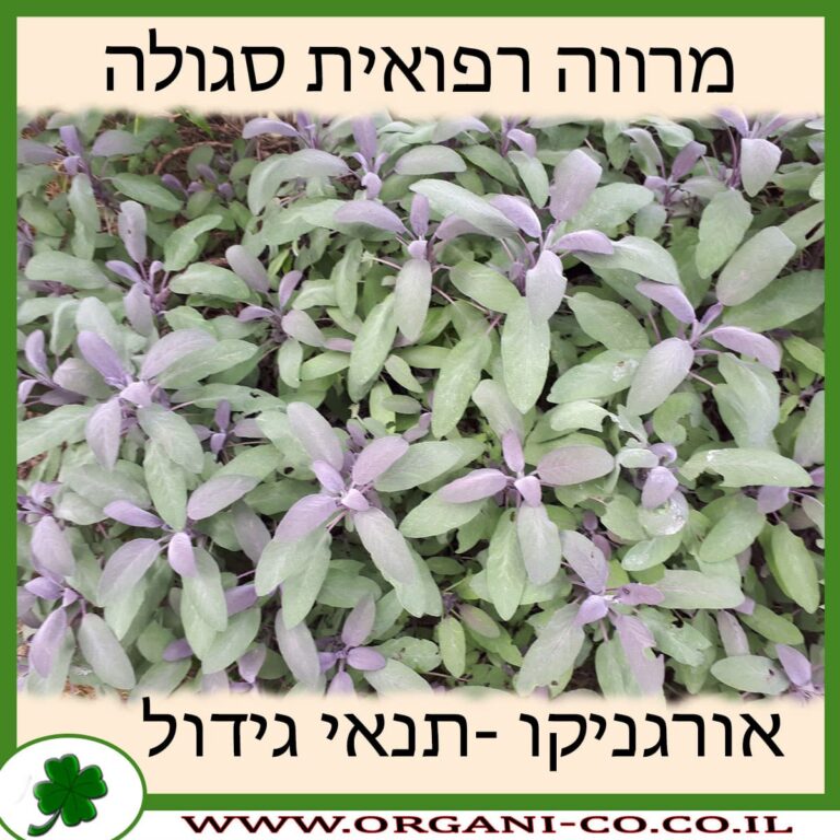 מרווה רפואית סגולה מרווה רפואית סגולה