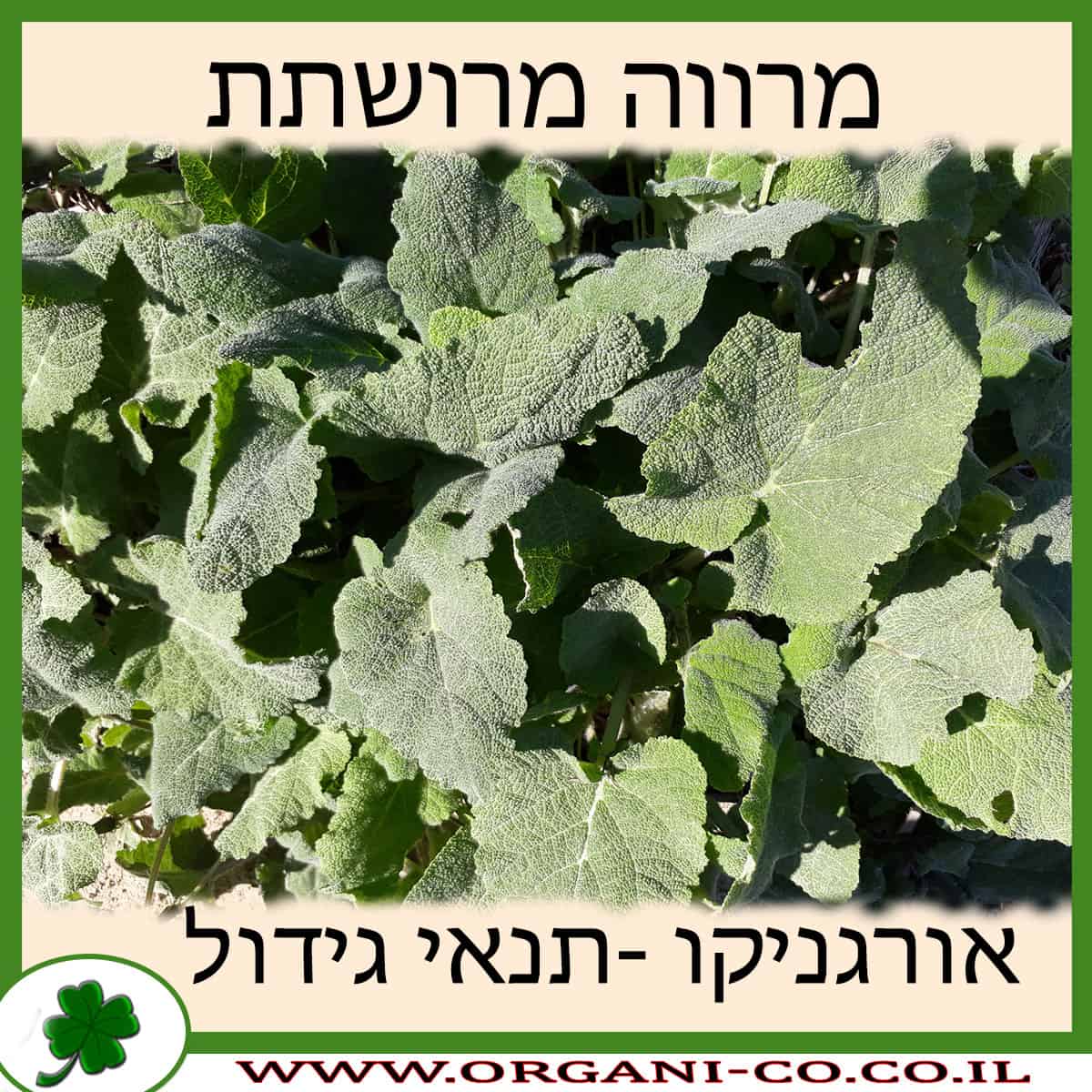 מרווה מרושתת