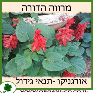 מרווה הדורה