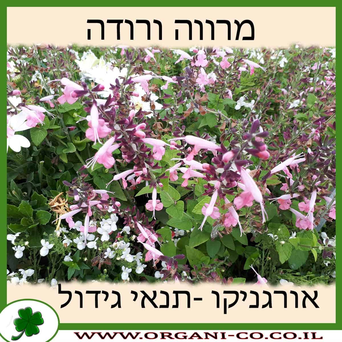 מרווה ורודה