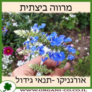 מרווה ביצתית