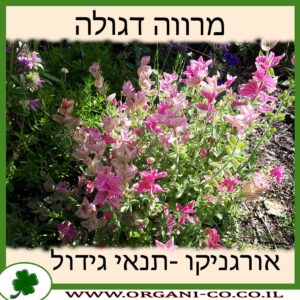 מרווה דגולה