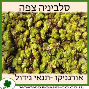 סלביניה צפה