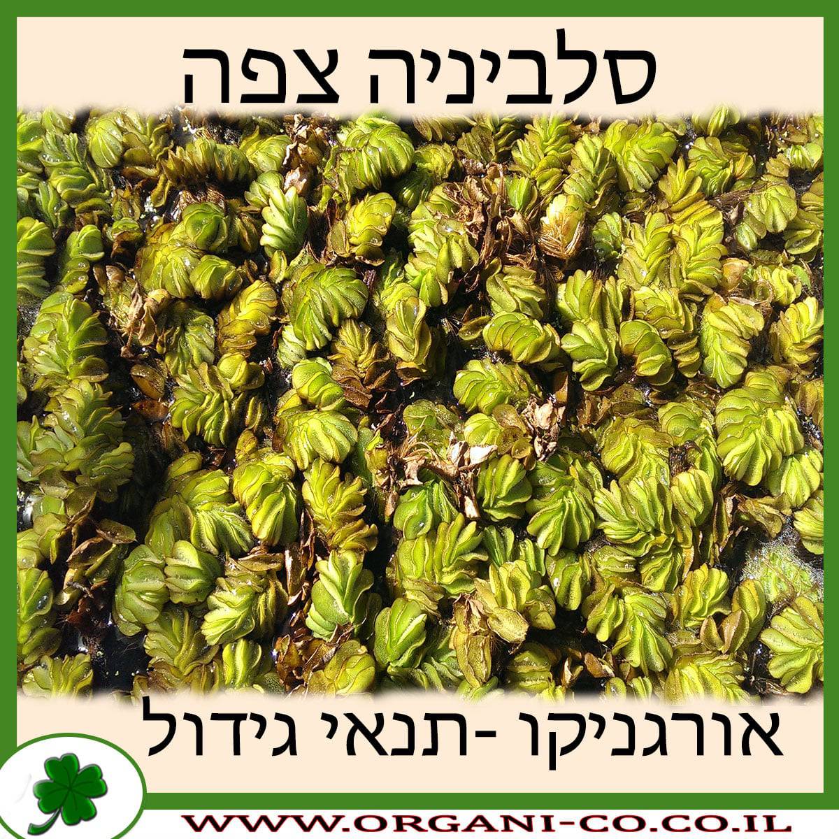 סלביניה צפה