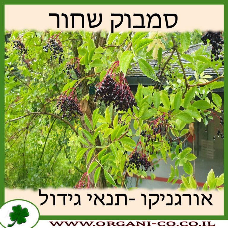 סמבוק שחור סמבוק שחור