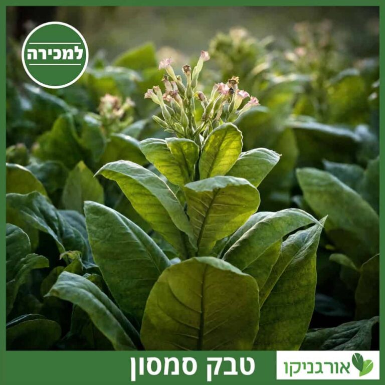 טבק סמסון