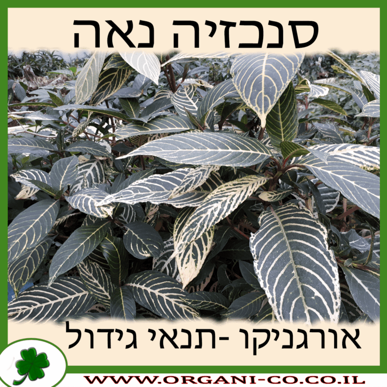 סנכזיה נאה סנכזיה נאה גידול צמח