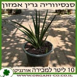 סנסיווריה אמזון גרין 10 ליטר