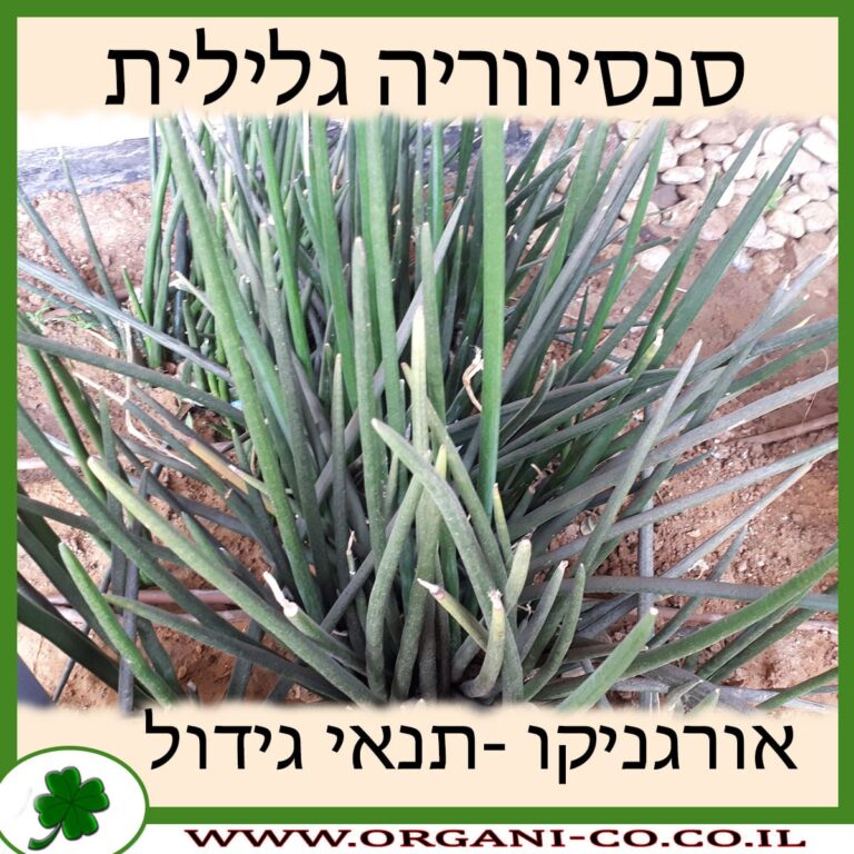 סנסיווריה גלילית סנסיווריה גלילית