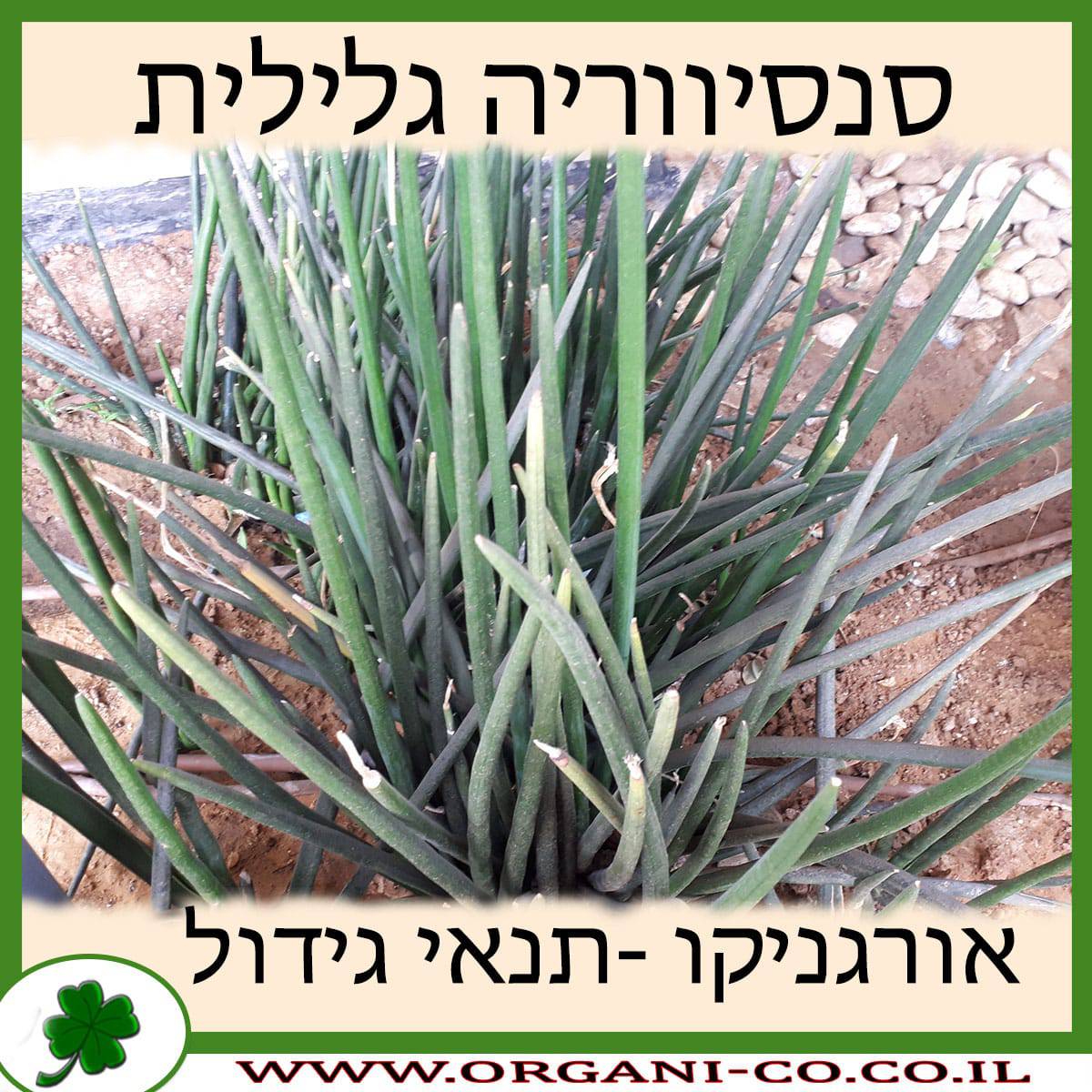 סנסיווריה גלילית