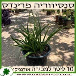סנסיווריה פרנדס 10 ליטר