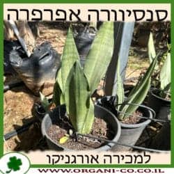 סנסיווריה אפרפרה 10 ליטר