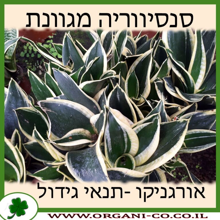 סנסיווריה מגוונת סנסיווריה מגוונת