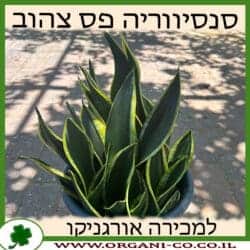 סנסיווריה פס צהוב ננסי 10 ליטר