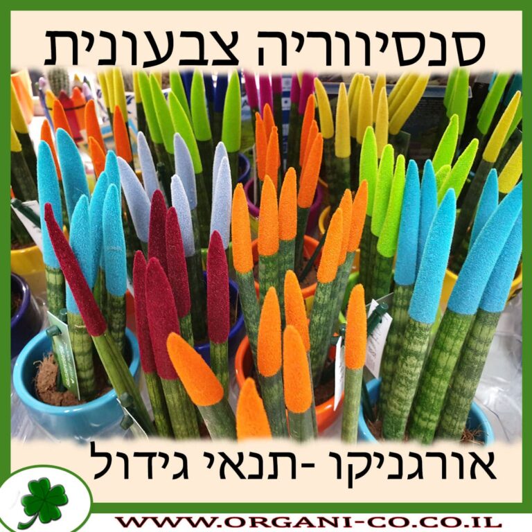סנסיווריה צבעונית סנסיווריה צבעונית