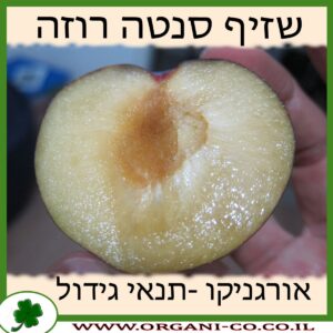 שזיף סנטה רוזה גידול צמח