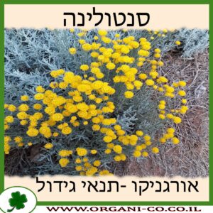 סנטולינה