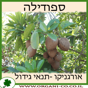 ספודילה גידול צמח