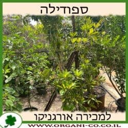 ספודילה - צ'יקו 10 ליטר