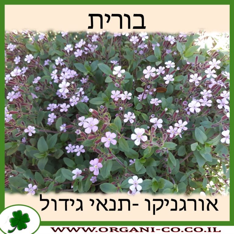 בורית