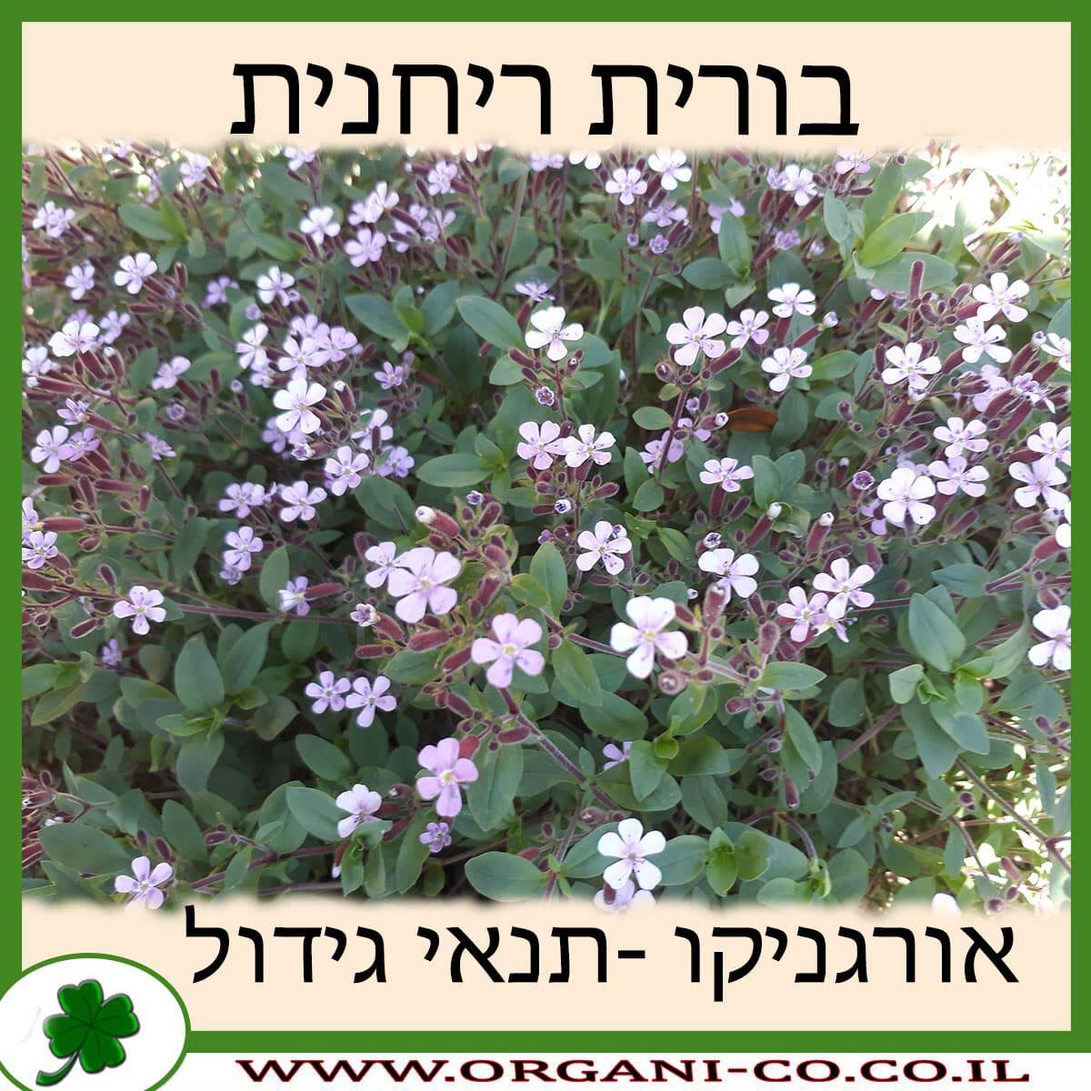 בורית ריחנית