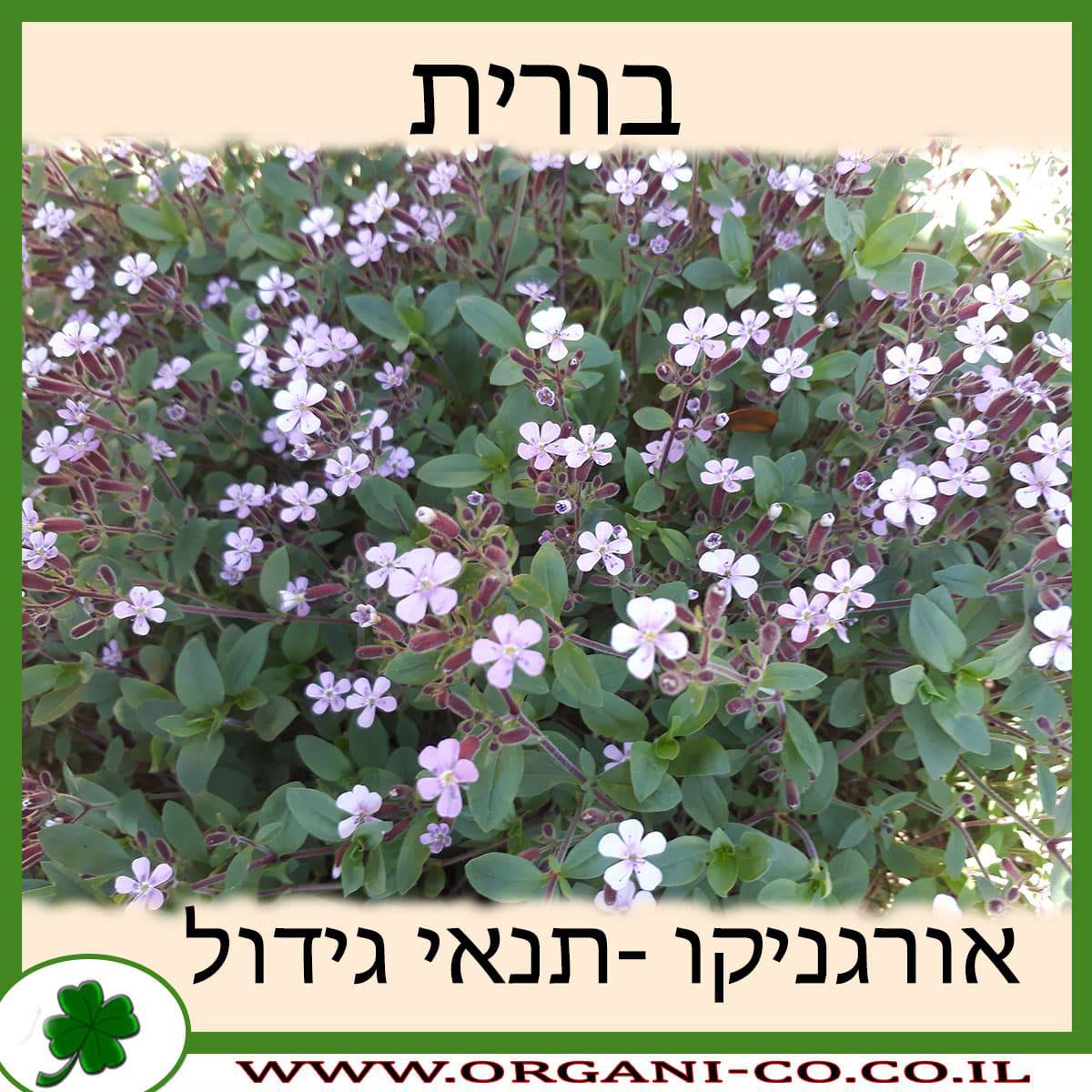 בורית