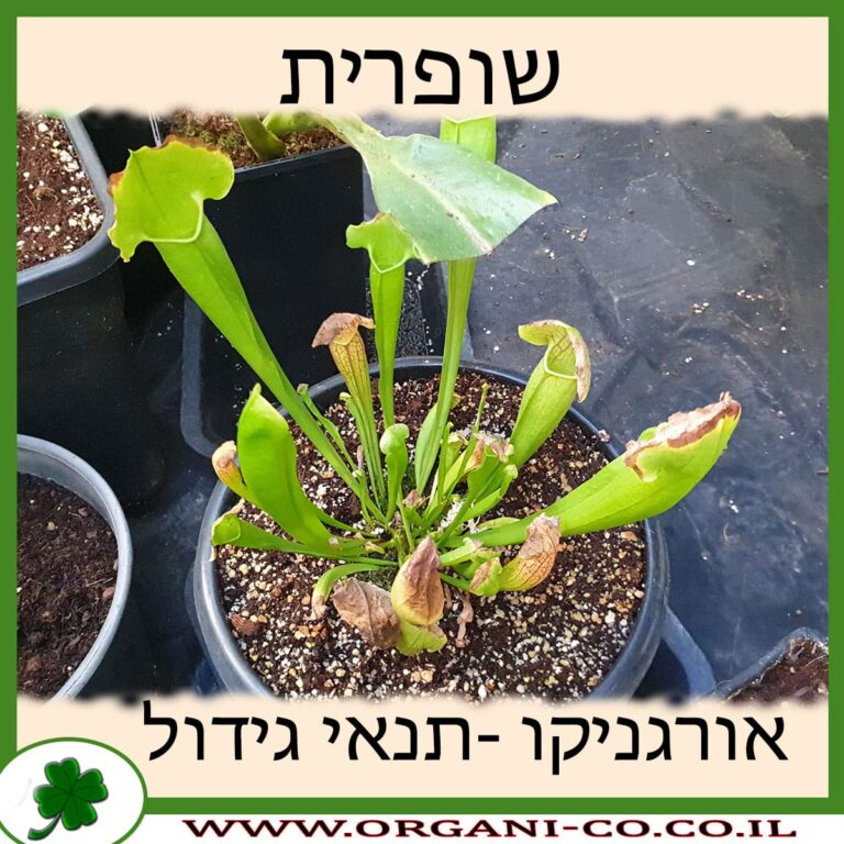 שופרית שופרית