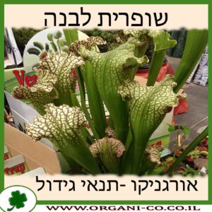 שופרית לבנה