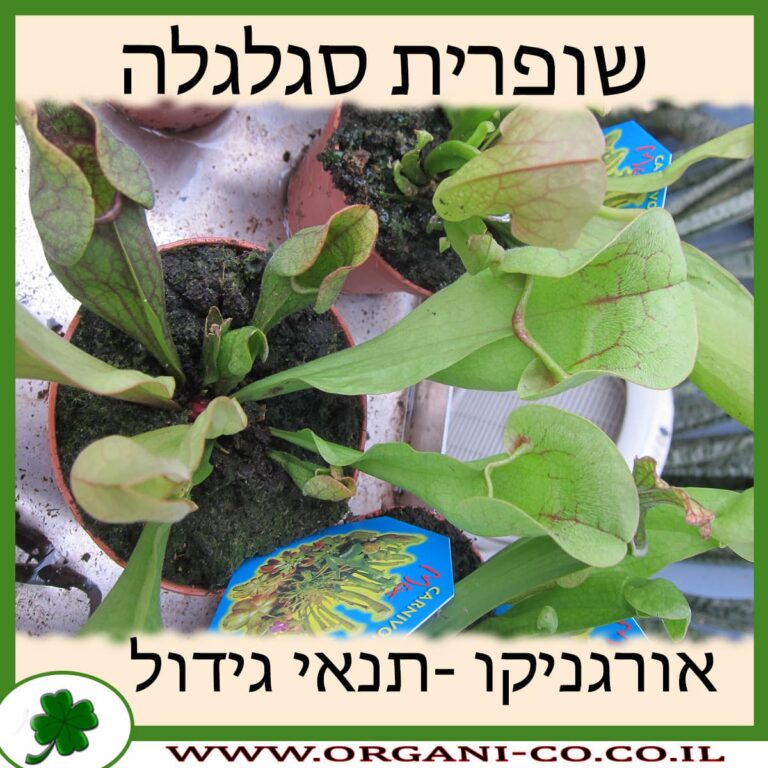 שופרית סגלגלה שופרית סגלגלה