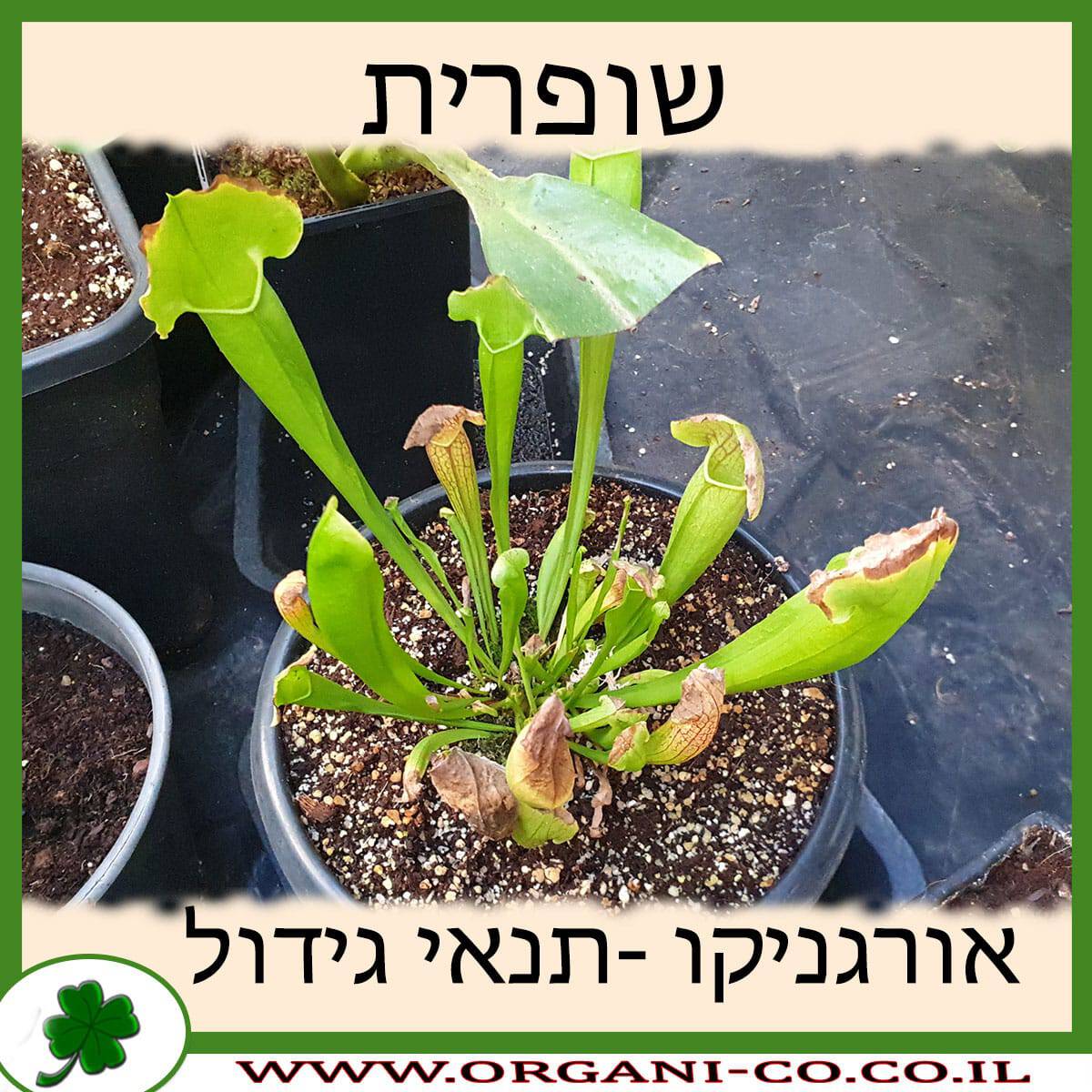 שופרית