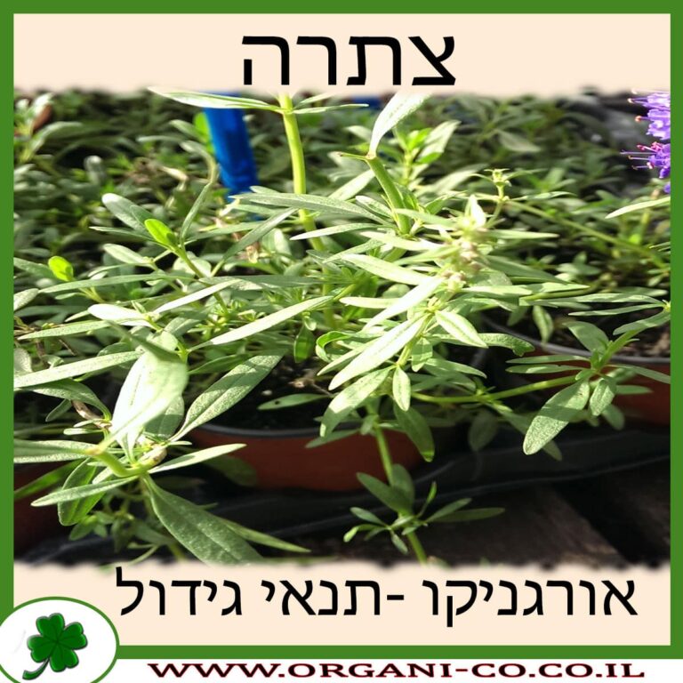 צתרה צתרה גידול צמח