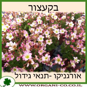 בקעצור