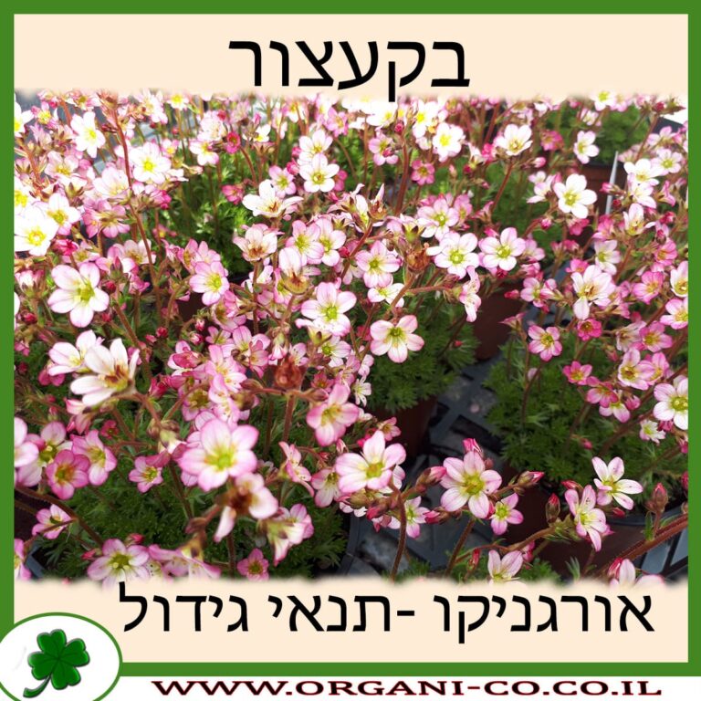 בקעצור בקעצור