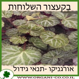 בקעצור השלוחות