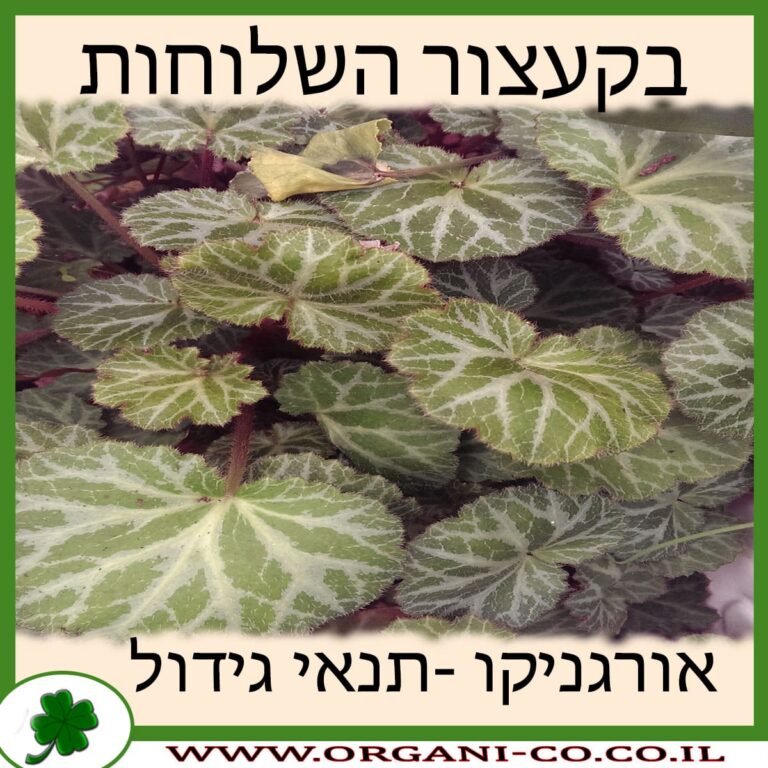 בקעצור השלוחות בקעצור השלוחות