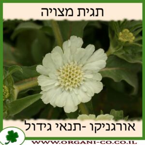 תגית מצויה
