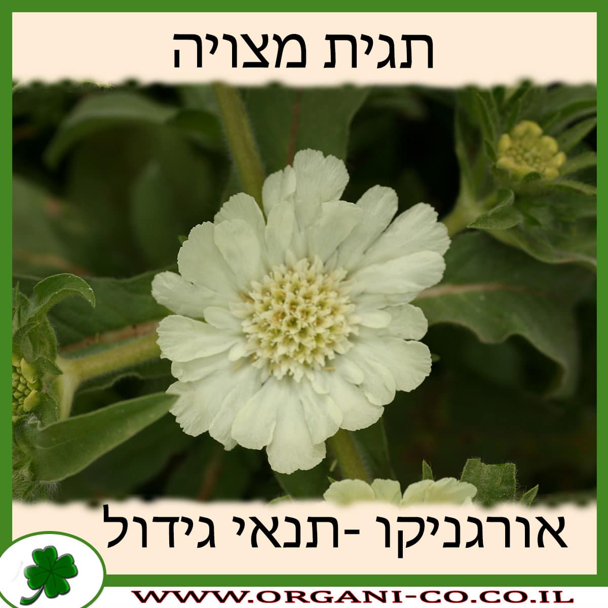 תגית מצויה