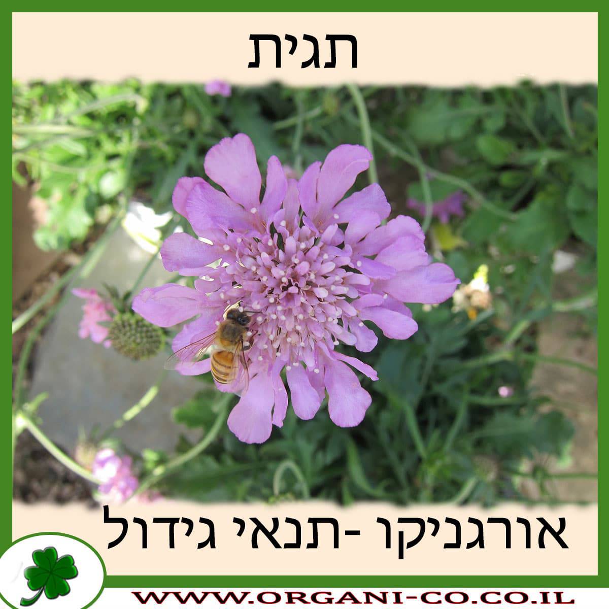 תגית