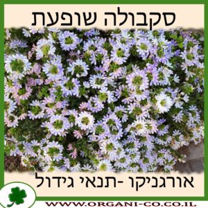 סקבולה שופעת