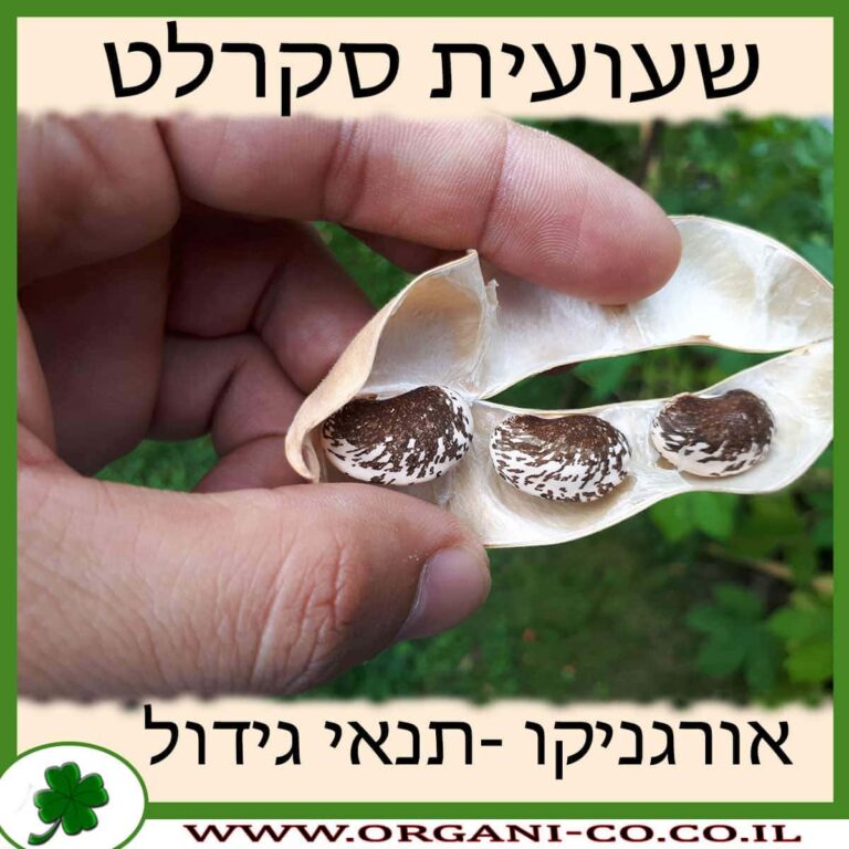 שעועית סקרלט שעועית סקרלט