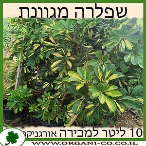 שפלרה מגוונת למכירה - מחיר