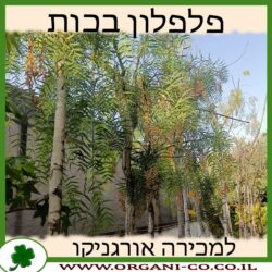 פלפלון בכות 25 ליטר
