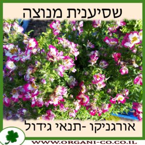 שסיענית מנוצה