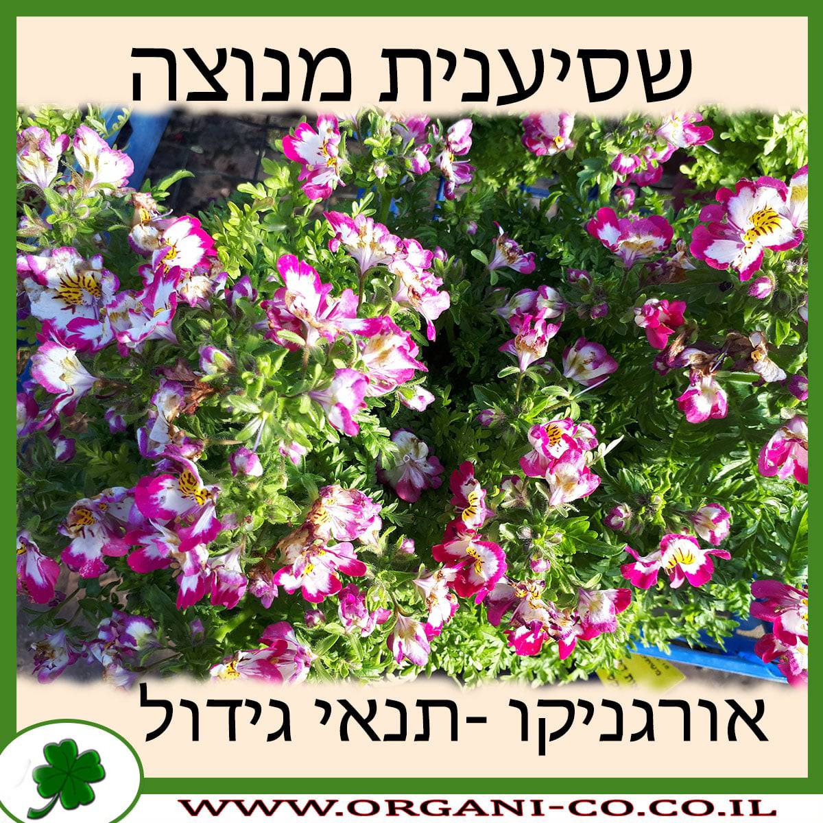 שסיענית מנוצה