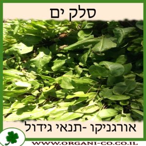 סלק ים