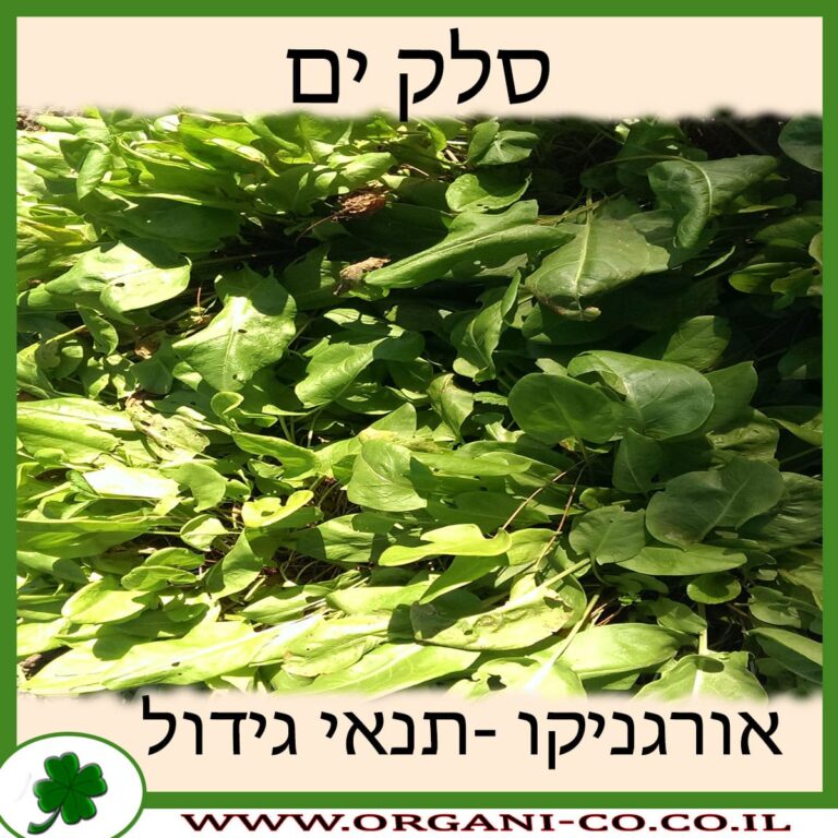 סלק ים סלק ים