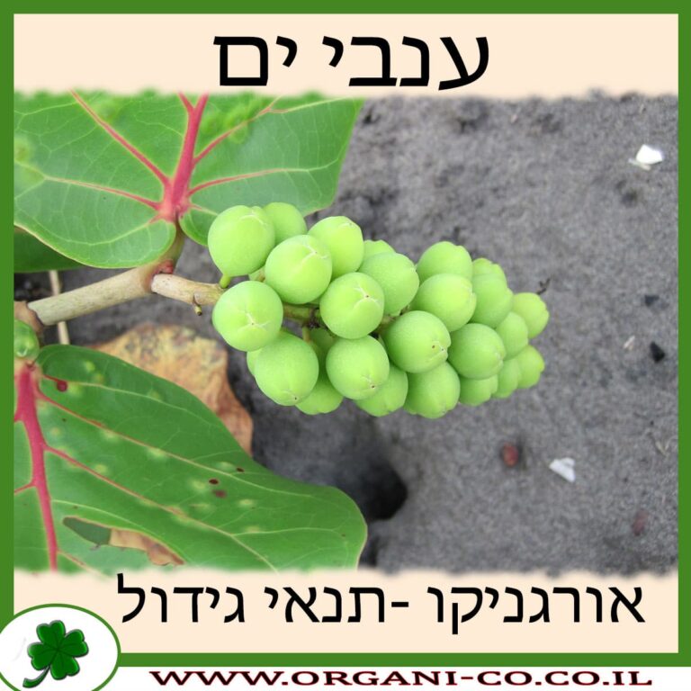ענבי ים – קוקולובה ענבי ים גידול צמח